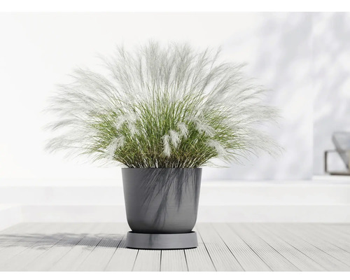 Pampasgras im Topf für den Innenbereich