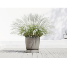 Grasbusch in rundem Pflanzgefäß