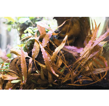 Aquarium mit Wasserpflanzen