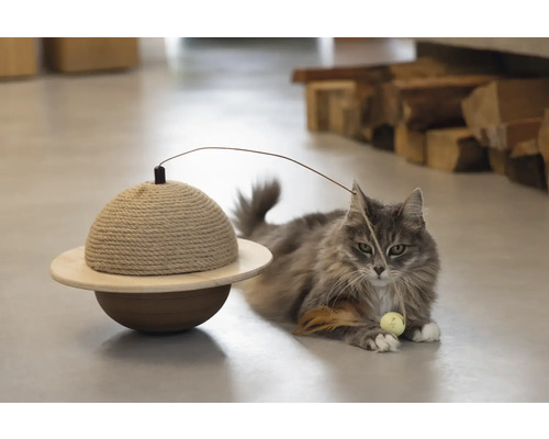 Katze spielt mit einem Kratzmöbel mit Spielzeug