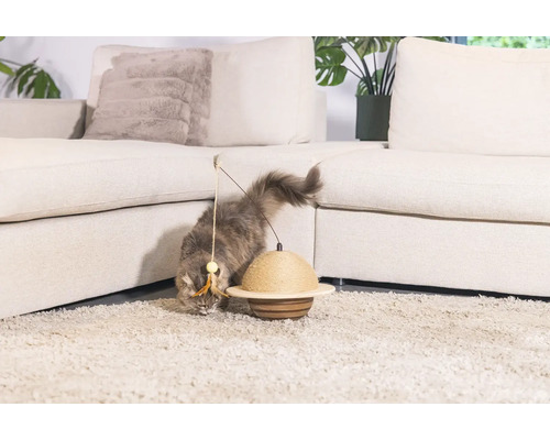 Katze spielt mit einem Spielzeug vor einem Sofa