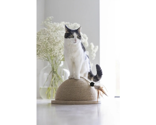 Katze auf einem Kratzbaum mit Spielzeug