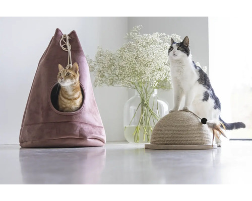 Katze in einem Katzenhaus und eine Katze auf einem Kratzbaum