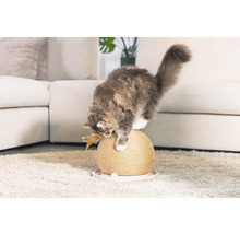 Katze spielt mit einem Kratzball auf einem Teppich vor einem Sofa
