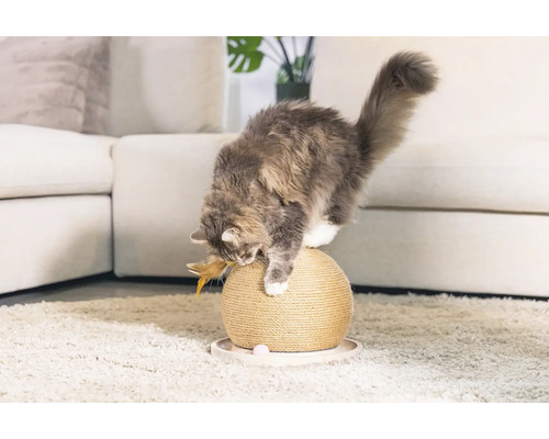 Katze spielt mit einem Kratzball auf einem Teppich vor einem Sofa