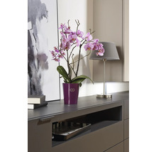 Orchidee im Topf auf einer Kommode mit Lampe