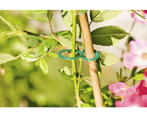 Pflanze mit grünen Pflanzenbindern am Stock befestigt