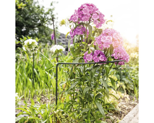 Nelken mit Pflanzenstütze im Garten