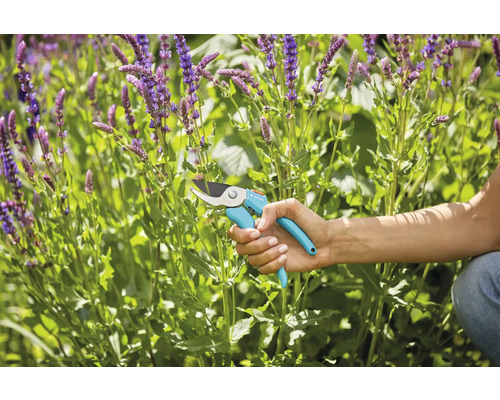 Gartenschere im Einsatz zum Schneiden von Pflanzen