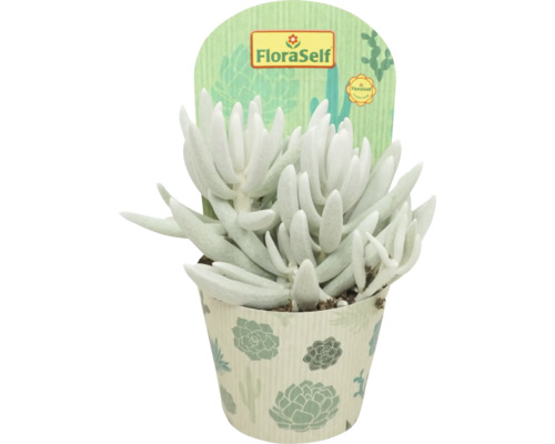 Kreuzkraut FloraSelf Senecio Mont Blanc H 15-20 cm Ø 10,5 cm Topf