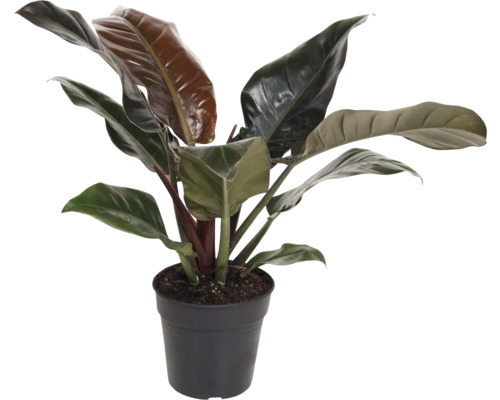 Philodendron Zimmerpflanze in einem Topf