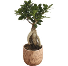 Bonsai-Feige in einem Topf mit Holzstruktur