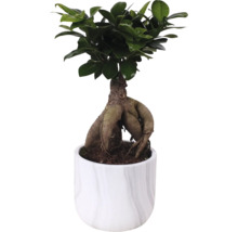 Ficus Ginseng in einem Topf