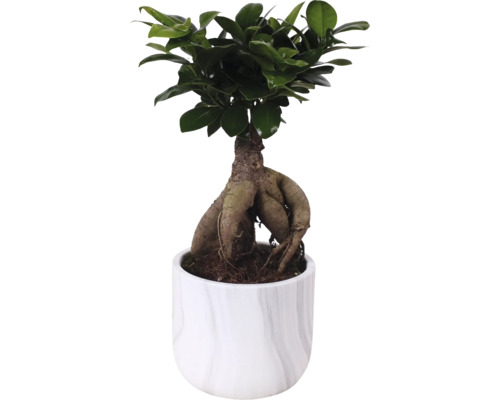 Ficus Ginseng in einem Topf
