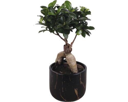 Ficus Ginseng Bonsai im Topf