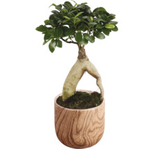 Ficus Ginseng in einem Topf