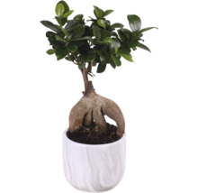 Ficus Ginseng Bonsai im Topf