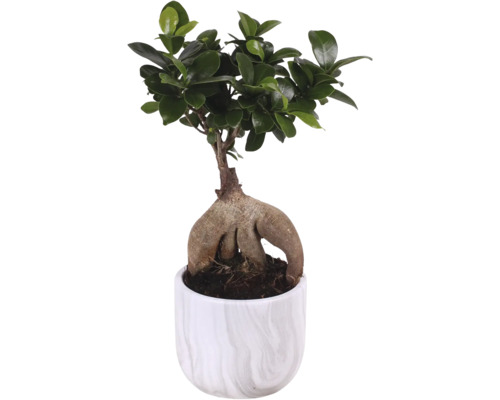 Ficus Ginseng Bonsai im Topf
