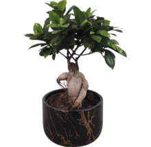 Bonsai in einem Topf