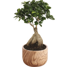 Bonsai in einem Topf