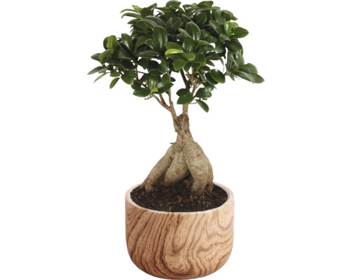 Bonsai in einem Topf