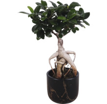 Bonsai-Feige in einem dekorierten Blumentopf