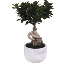 Bonsai-Feigenbaum im Topf