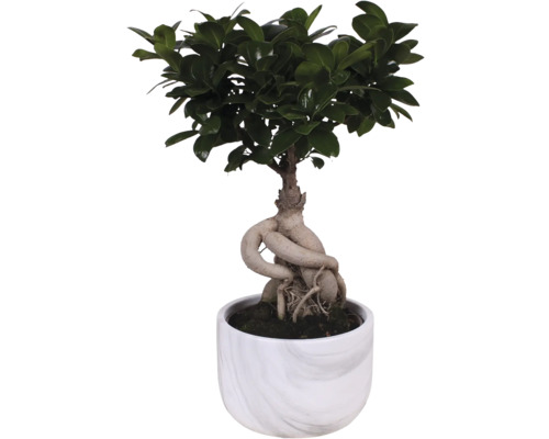 Bonsai-Feigenbaum im Topf
