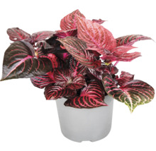 Zierpflanze in einem Topf