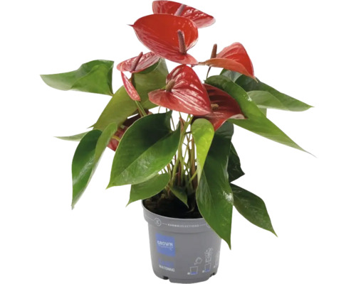 Flamingoblume/ Anthurie FloraSelf Anthurium 'Picanta' Ø 12 cm Topf