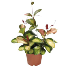 Zimmerpflanze Hoya in einem Topf