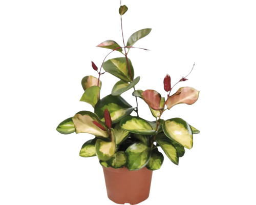 Zimmerpflanze Hoya in einem Topf