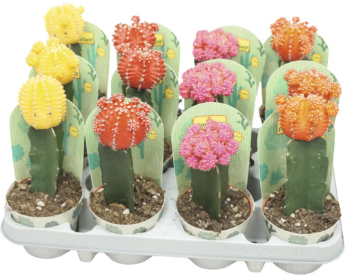 Kaktus FloraSelf Gymnocalycium Geent Mix Ø 8,5 cm Topf zufällige Sortenauswahl