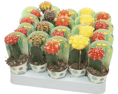 Kaktus FloraSelf Gymnocalycium Geent Mix Ø 5,5 cm Topf zufällige Sortenauswahl