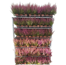 Erika Pflanzen auf einem Regalwagen zum Verkauf.