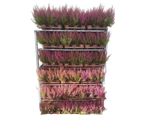 Erika Pflanzen auf einem Regalwagen zum Verkauf.