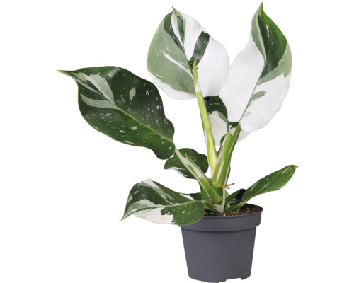 Baumfreund White Mix FloraSelf Philodendron Ø 12 cm Topf, farblich sortiert Philodendron Zimmerpflanze in einem Topf