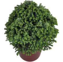 Kugelzypresse im Topf