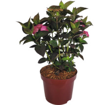 Gartenhortensie im Topf mit Blättern und Blüten