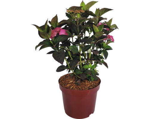 Gartenhortensie im Topf mit Blättern und Blüten