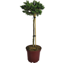 Koreatanne als Hochstamm im Topf