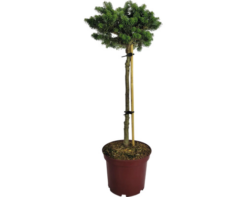 Tannen Halbstamm 40 cm Co 3 L, verschiedene Sorten Koreatanne als Hochstamm im Topf