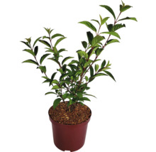 Pflanze in einem Topf