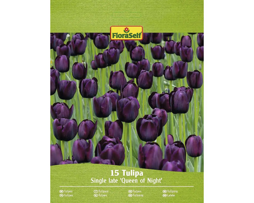 Blumenzwiebel Tulpe FloraSelf 'Queen of Night' 15 Stück