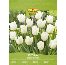 Packung mit 15 weißen Triumph Tulpen