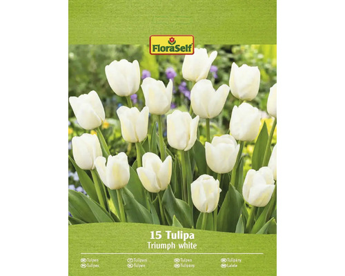 Packung mit 15 weißen Triumph Tulpen