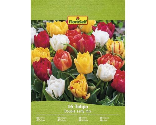 Blumenzwiebel Tulpe FloraSelf 'Gefüllte Mischung' 16 Stück