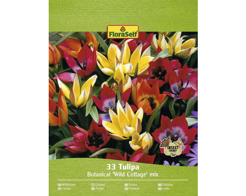 Blumenzwiebel Tulpe FloraSelf 'Combi "Wild Wonders" 33 Stück