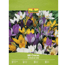 60 Krokusse botanische Mischung Packung