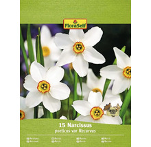 Packung mit 15 Stück Narcissus poeticus var Recurvus Narzissenzwiebeln